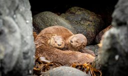 El chungungo es elegido como nuevo embajador del día de la fauna chilena y se convierte en el símbolo de la conservación