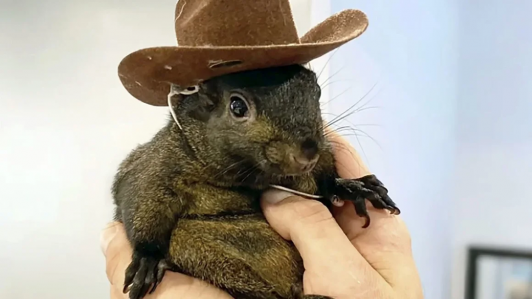 ¿Por qué sacrificaron a la ardilla Peanut en Estados Unidos?: Hombre que la acogió anunció que tomará "acciones"