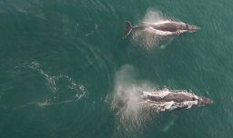 Gobierno presenta denuncias para investigar la muerte de dos ballenas jorobadas cerca de centros salmoneros