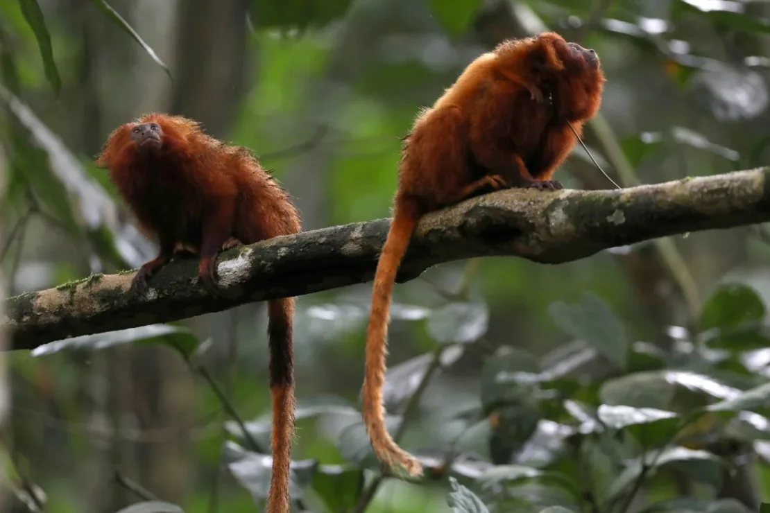 Tamarinos león dorados en la región del Bosque Atlántico de Silva Jardim en el estado de Río de Janeiro, Brasil, el 2 de diciembre de 2021. Pilar Olivares/Reuters