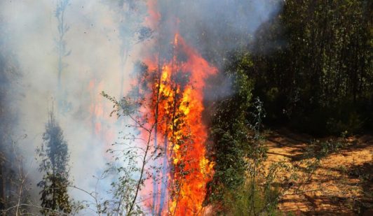 Activa Alerta Amarilla por incendio en dos comunas de Valparaíso: Siniestro ha consumido una hectárea y permanece en combate