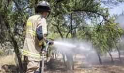 Reporte de Conaf: 14 incendios forestales permanecen en combate a nivel nacional