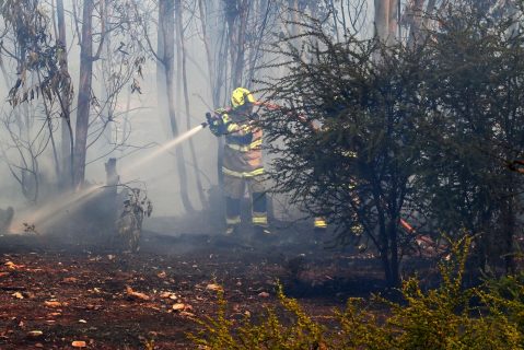 Senapred solicita evacuar población Ranguel en Hualqui por incendio forestal