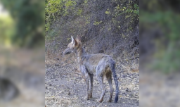 Estudio del SAG y universidades alerta peligro de la supervivencia de zorros nativos por presencia de sarna sarcóptica