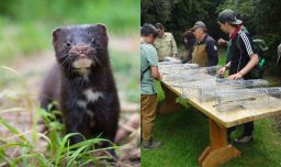 Implementan plan piloto para controlar plaga del visón americano en parque nacional Huerquehue