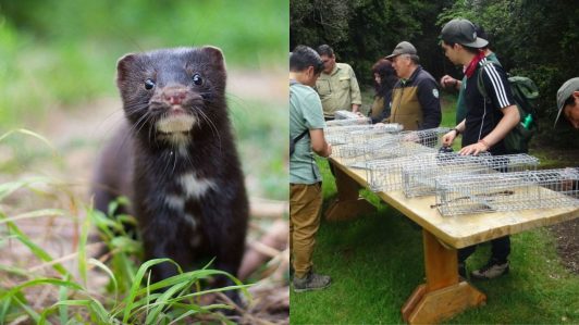 Implementan plan piloto para controlar plaga del visón americano en parque nacional Huerquehue