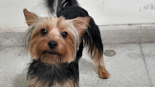 Alerta de perrito perdido en el Metro: Mascota es encontrada en estación de la Línea 3