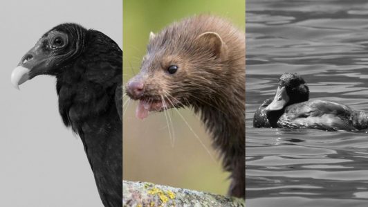 Visón americano causa la desaparición de dos especies nativas en el parque nacional Huerquehue