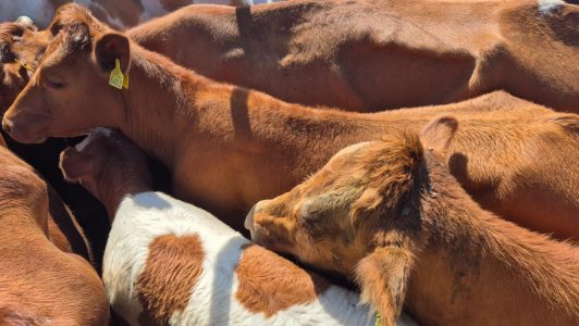 Carabineros recupera camión que mantenía encargo por robo: Se encontraban 7 vacas y 4 terneros