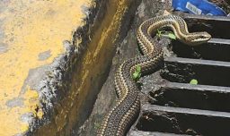 Culebra encontrada en plena vía pública en Valparaíso fue rescatada: Mide más de un metro