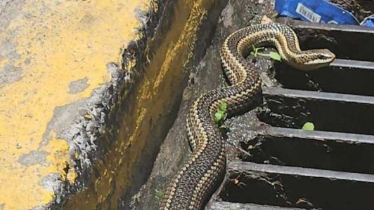 Culebra encontrada en plena vía pública en Valparaíso fue rescatada: Mide más de un metro