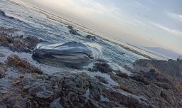 Tragedia en Iquique: Ballena azul juvenil varó y murió en la costa