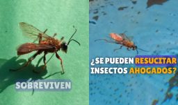 ¿Resucitan los insectos ahogados? Video te explica cómo salvarle la vida a los invertebrados que caen en la piscina