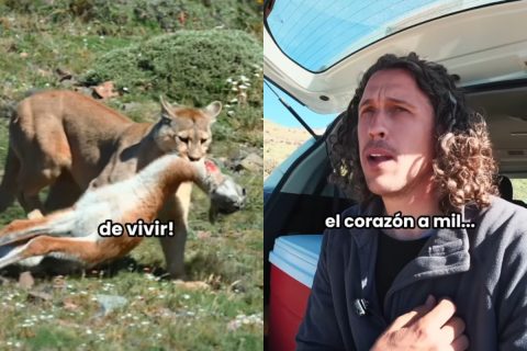 Españoles grabaron a un puma cazando un guanaco en Torres del Paine: "Tengo el corazón a mil"