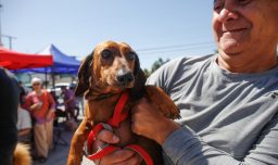 Sugieren que los tratamientos que alargan la vida de los perros también podrían funcionar en humanos