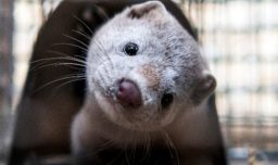 Alerta por visón americano en Torres del Paine: Estos son los peligros que representa la especie invasora