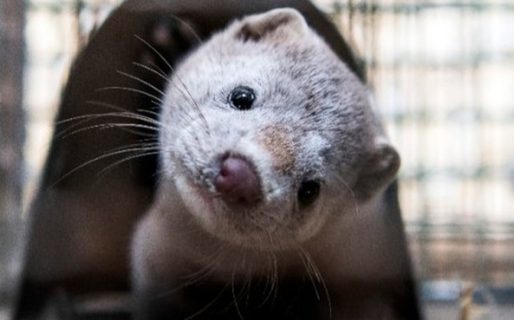 Alerta por visón americano en Torres del Paine: Estos son los peligros que representa la especie invasora