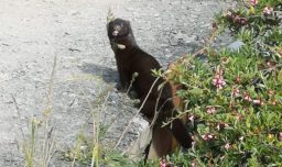 Conaf detecta presencia del visón americano en el Parque Nacional Torres del Paine: Animal representa riesgo para la biodiversidad