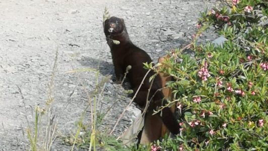 Conaf detecta presencia del visón americano en el Parque Nacional Torres del Paine: Animal representa riesgo para la biodiversidad