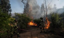 Continúa emergencia en Cauquenes: Incendio forestal arrasa con 940 hectáreas y mantiene bajo Alerta Roja la comuna