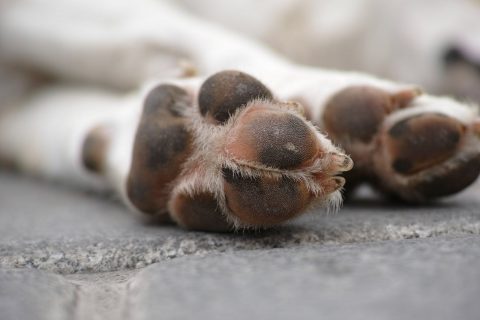 Detienen a hombre que mutiló la mandíbula de un perro con un machete en Talagante: Animal debió ser sacrificado