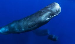 ¿Cuál es la distancia permitida para observar ballenas y animales marinos?