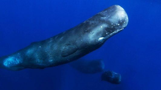 ¿Cuál es la distancia permitida para observar ballenas y animales marinos?