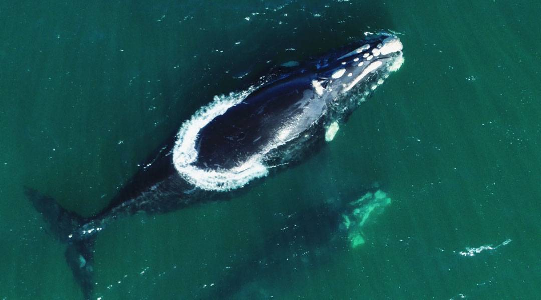 Distancias de observación permitidas para animales marinos/Foto: Gobierno