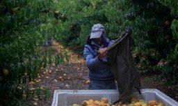 Sociedad Nacional de Agricultura realiza llamado a “faena cero” por ola de calor extrema pronosticada