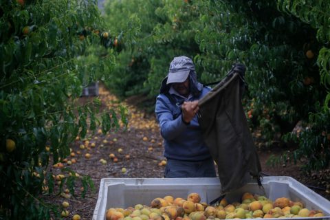 Sociedad Nacional de Agricultura realiza llamado a “faena cero” por ola de calor extrema pronosticada