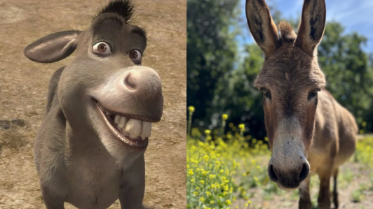 Muere Pericles, el burro que inspiró al personaje de "Burro" en Shrek