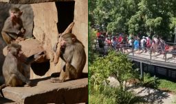 Zoológico metropolitano tuvo que ser evacuado por incidente en jaula de chimpancés: Se activó el protocolo de emergencia