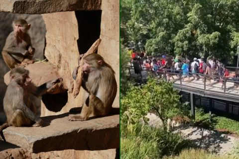 Zoológico metropolitano tuvo que ser evacuado por incidente en jaula de chimpancés: Se activó el protocolo de emergencia