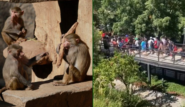 Evacuación en zoológico por incidente con chimpancés