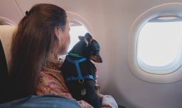 ¿Viajas con mascotas fuera de Chile? Revisa los trámites que debes realizar