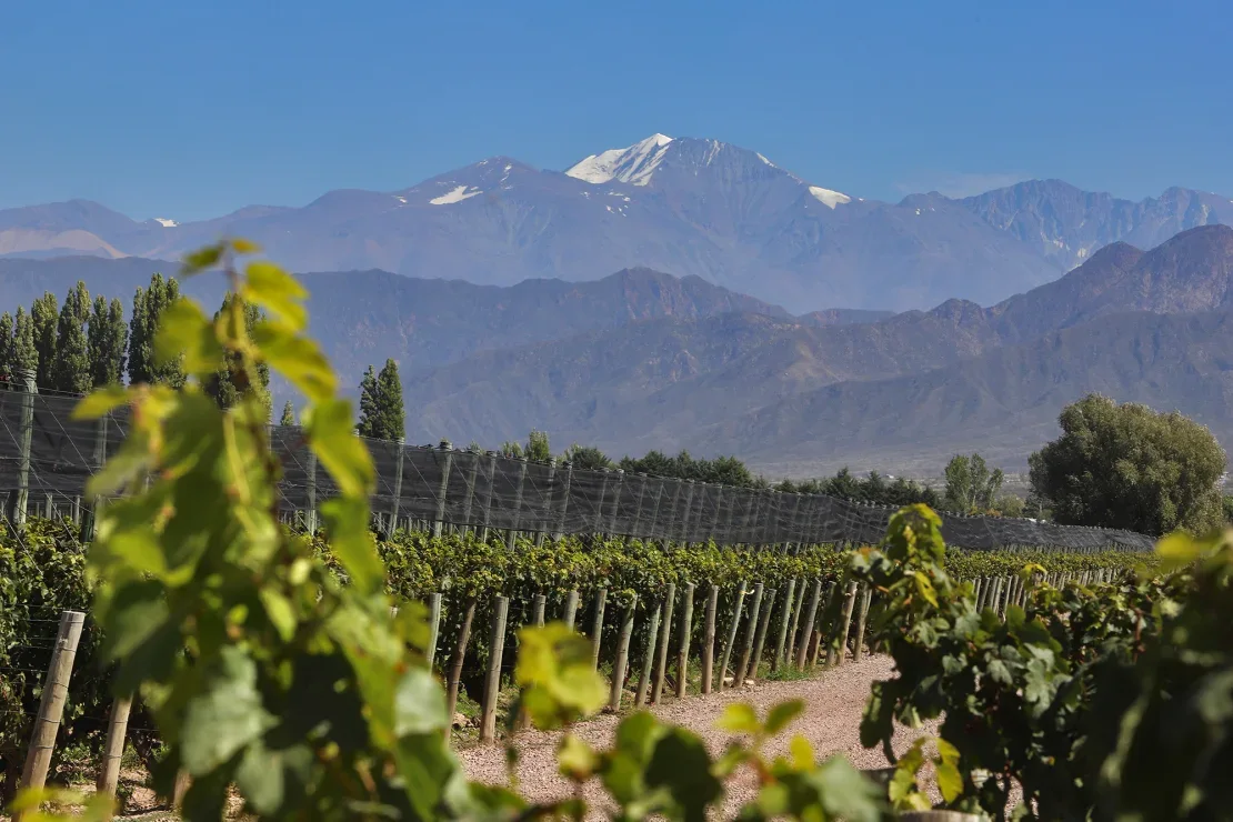 El volcán Tupungato, una de las montañas más altas de los Andes, se ve detrás de los viñedos de la bodega Cheval des Andes en la provincia de Mendoza. David Silverman/Getty Images