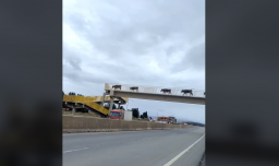 Esto es educación vial: Captan a grupo de vacas usando una pasarela para cruzar carretera en Bolivia