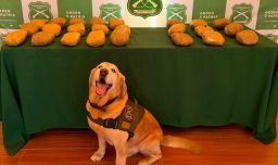 La historia de Didier, el perrito de Carabineros que encontró 12 kilos de marihuana en Tarapacá: Está pronto a jubilar