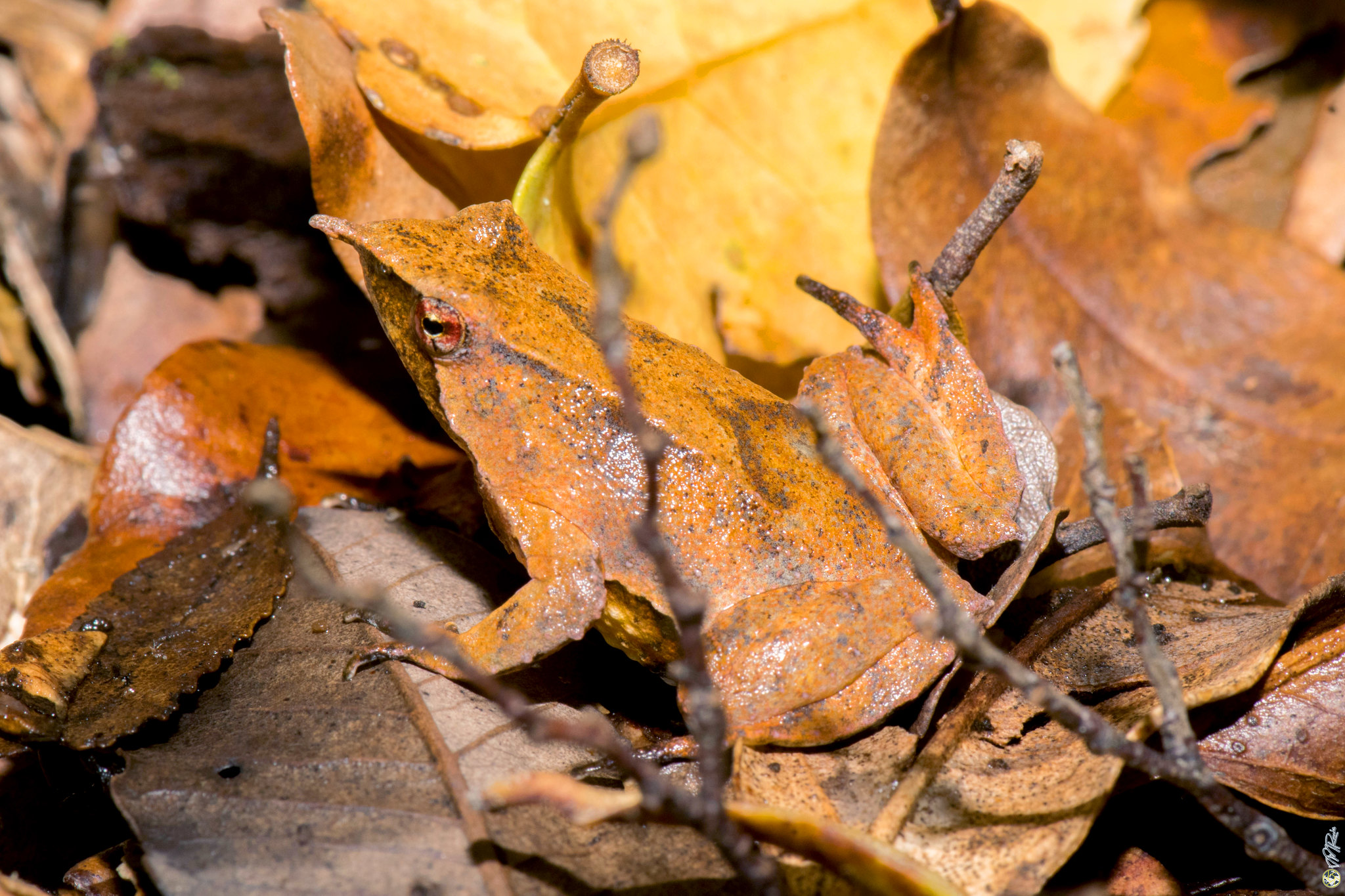 Descubren nueva población de ranita de Darwin en Los Lagos/ Ricardo San Martín