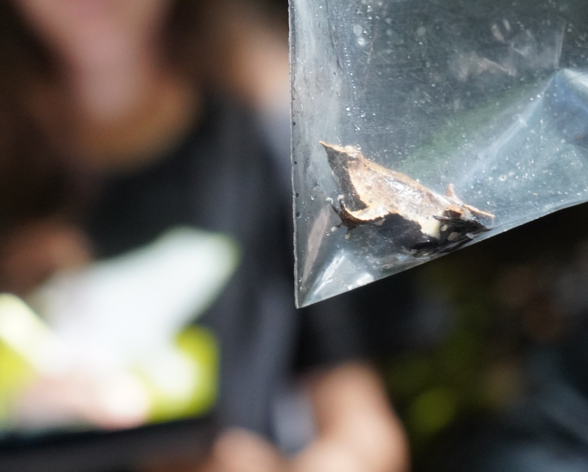 Descubren nueva población de ranita de Darwin en Los Lagos/ Ricardo San Martín