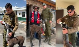 ¡Un nuevo integrante en la Tenencia Ujina! Carabineros de la Región de Tarapacá adopta a una llama bebé