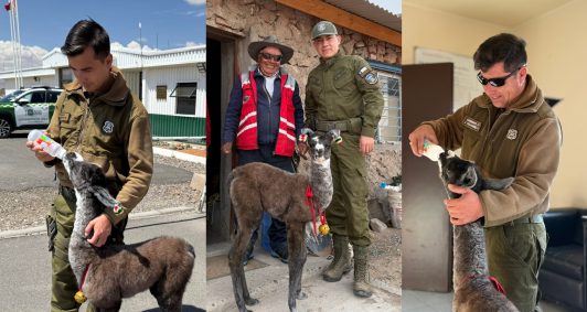 ¡Un nuevo integrante en la Tenencia Ujina! Carabineros de la Región de Tarapacá adopta a una llama bebé