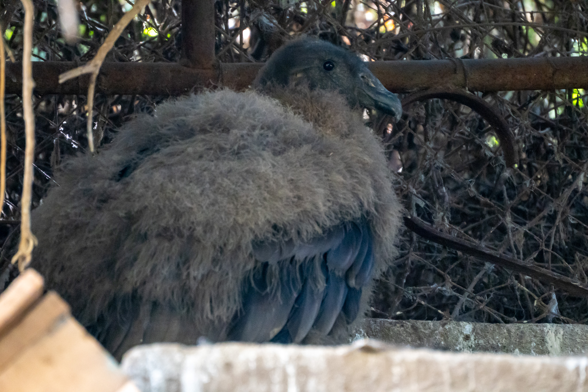 Sorpresa en zoológico de Quilpué por nacimiento de un cóndor: Especie está en peligro de extinción/Municipalidad de Quilpué