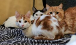 Día del gato: Seis datos y curiosidades que no conocías de los felinos