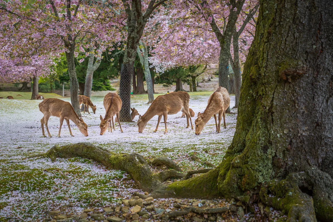 Ciervos en el parque de Nara durante un día soleado en la temporada de flor de cerezo, Japón. Sanchai Loongroon/Moment RF/Getty Images