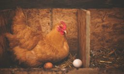 ¿Qué es el Día Mundial del Respeto a las Gallinas y por qué importa?