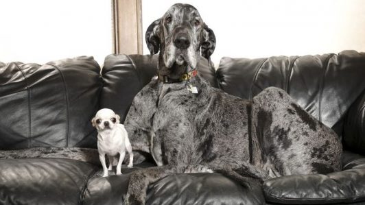 El perro más grande del mundo conoció al más pequeño: Así fue su emotivo encuentro