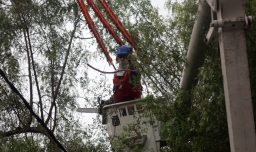 Enel responde a la SEC por poda y tala de árboles: Afirma que es responsabilidad de los municipios