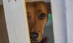 Obesidad en perros podría fomentar tumores más agresivos y resistencia a tratamiento contra el cáncer, según estudio
