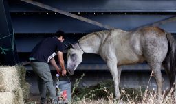 Tragedia en el Maule: Niño de 4 años murió tras recibir una patada de caballo en la cabeza